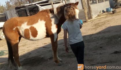 a beautiful paint horse on HorseYard.com.au