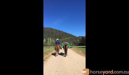 Bay Stockhorse x Gelding - Ride or Pack on HorseYard.com.au