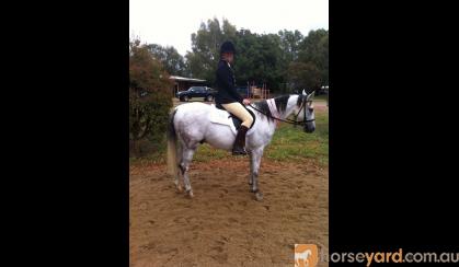 Jasper - 11 year old gelding for sale on HorseYard.com.au