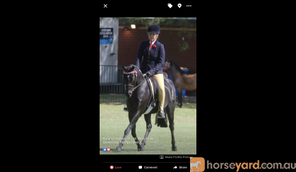 Stunning Black gelding on HorseYard.com.au