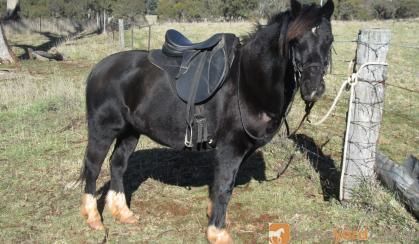 SHOW QUALITY WELSH C GELDING on HorseYard.com.au