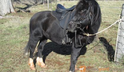 SHOW QUALITY WELSH C GELDING on HorseYard.com.au