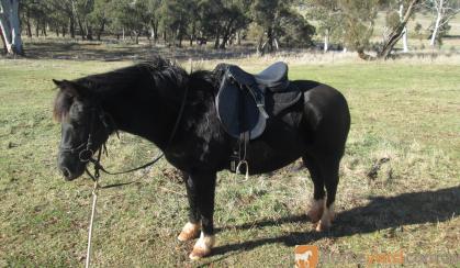 SHOW QUALITY WELSH C GELDING on HorseYard.com.au