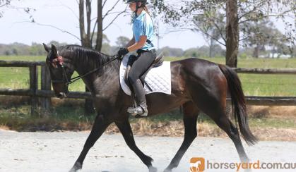  Lovely quiet project mare on HorseYard.com.au