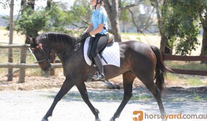  Lovely quiet project mare on HorseYard.com.au