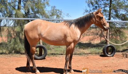 QH x appaloosa filly on HorseYard.com.au