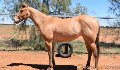 QH x appaloosa filly on HorseYard.com.au