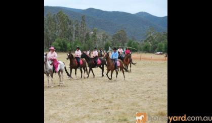 Quarter horse Arab gelding on HorseYard.com.au