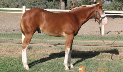 Lovely weanling gelding By First Down Imp USA (dec) on HorseYard.com.au