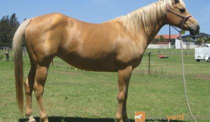 Pretty  Golden Palomino QH Mare on HorseYard.com.au