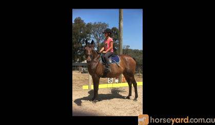 Sweet Australian Riding Pony - Urgent Sale on HorseYard.com.au