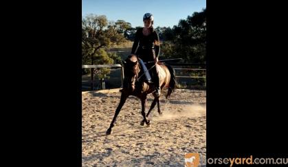 Sweet Australian Riding Pony - Urgent Sale on HorseYard.com.au