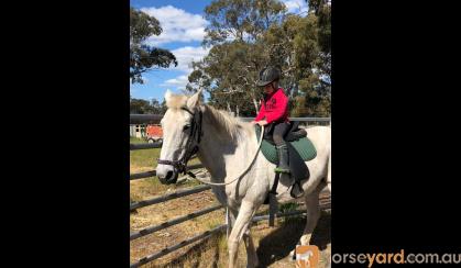 Quiet Percheron Mare, confidence builder on HorseYard.com.au