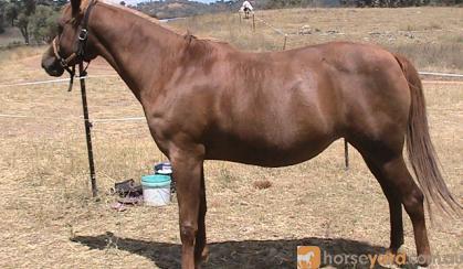 Purebred Registered Broodmare Aloha Bloodlines(Reduced to $750 if Goes This weekend). on HorseYard.com.au