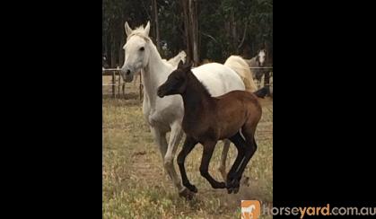 Gorgeous Purebred Filly on HorseYard.com.au