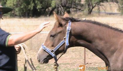 Anglo Arabian Yearling Filly(make a reasonable offer). on HorseYard.com.au