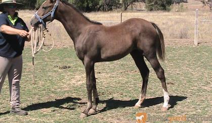 Anglo Arabian Yearling Filly(make a reasonable offer). on HorseYard.com.au