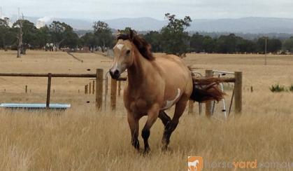 Quiet Buckskin Overo Filly  on HorseYard.com.au