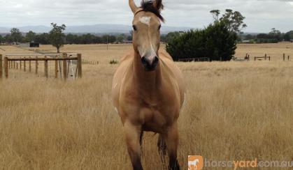 Quiet Buckskin Overo Filly  on HorseYard.com.au