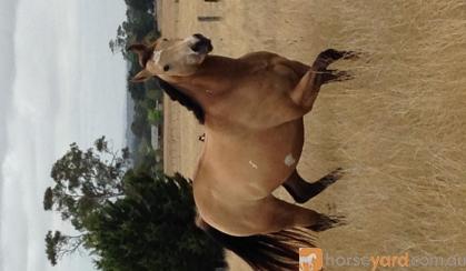 Quiet Buckskin Overo Filly  on HorseYard.com.au