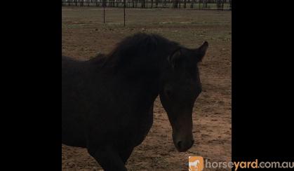 Gorgeous Purebred Filly on HorseYard.com.au