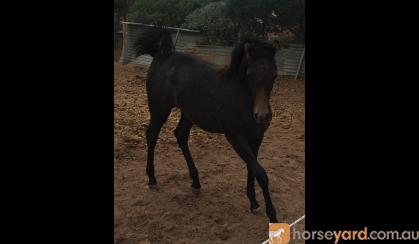 Gorgeous Purebred Filly on HorseYard.com.au