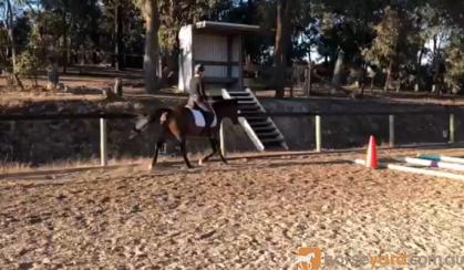 Sweet Australian Riding Pony - Urgent Sale on HorseYard.com.au