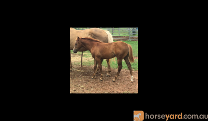 Hydrive Cat/Docs Freckles Oak Chestnut Filly on HorseYard.com.au