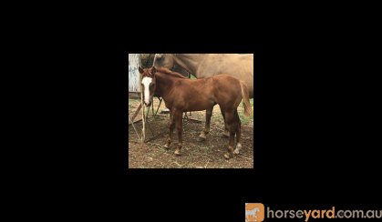 Hydrive Cat/Docs Freckles Oak Chestnut Filly on HorseYard.com.au