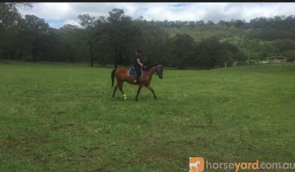 Stockhorse x, 5y/o on HorseYard.com.au