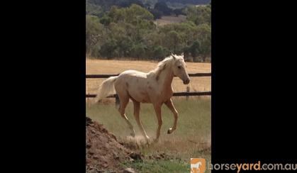 Palomino ASH gelding 2yo on HorseYard.com.au