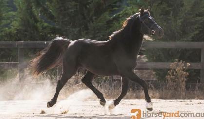 3 YO Arabian x Warmblood Gelding looking for his FOREVER HOME on HorseYard.com.au