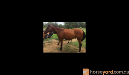 Stockhorse x, 5y/o on HorseYard.com.au
