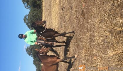 Unraced 4yr old TB gelding - exceptionally quiet! on HorseYard.com.au