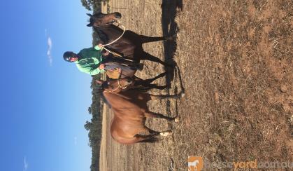 Unraced TB gelding 4yrs old - exceptionally quiet on HorseYard.com.au