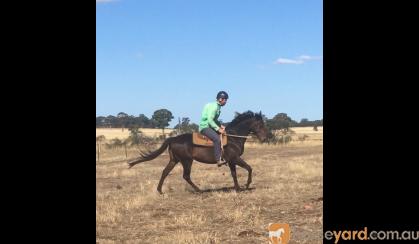 Unraced 4yr old TB gelding - exceptionally quiet! on HorseYard.com.au