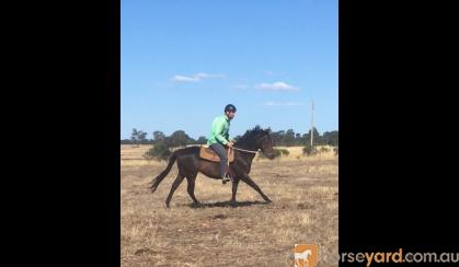 Unraced TB gelding 4yrs old - exceptionally quiet on HorseYard.com.au