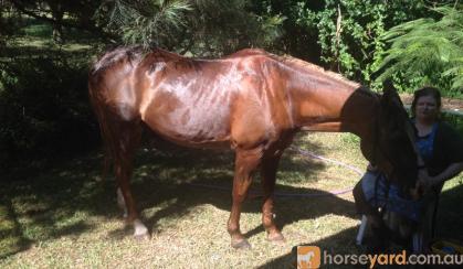 Good Boy Quarab 15hh 21 years but these horses are ridden for years on HorseYard.com.au