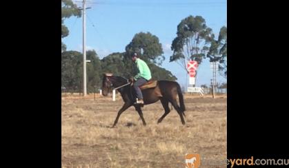 Unraced 4yr old TB gelding - exceptionally quiet! on HorseYard.com.au