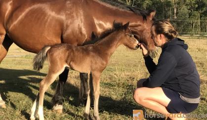 Welsh C mare  on HorseYard.com.au