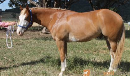 Lovely Paint Gelding on HorseYard.com.au