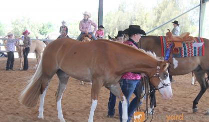 Lovely Paint Gelding on HorseYard.com.au