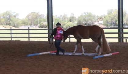 Lovely Paint Gelding on HorseYard.com.au