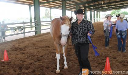 Lovely Paint Gelding on HorseYard.com.au