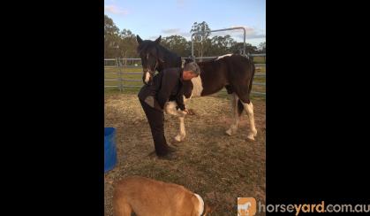 Gypsy cob x colt on HorseYard.com.au