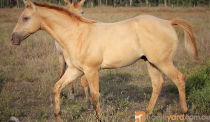 AQHA Registered Dun Colt (priced as Gelding)  on HorseYard.com.au