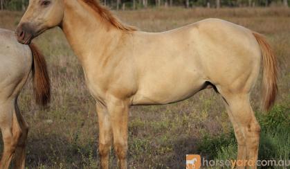 AQHA Registered Dun Colt (priced as Gelding)  on HorseYard.com.au