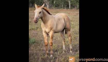 AQHA Registered Dun Colt (Priced as gelding) on HorseYard.com.au