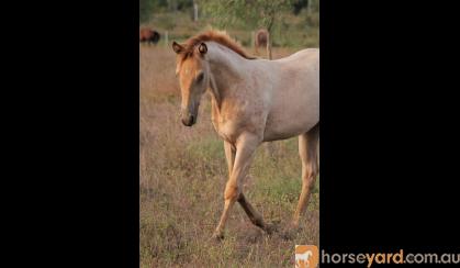 AQHA Registered Roan Colt (Selling as Gelding) on HorseYard.com.au
