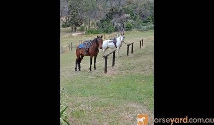 Fairytale horse on HorseYard.com.au